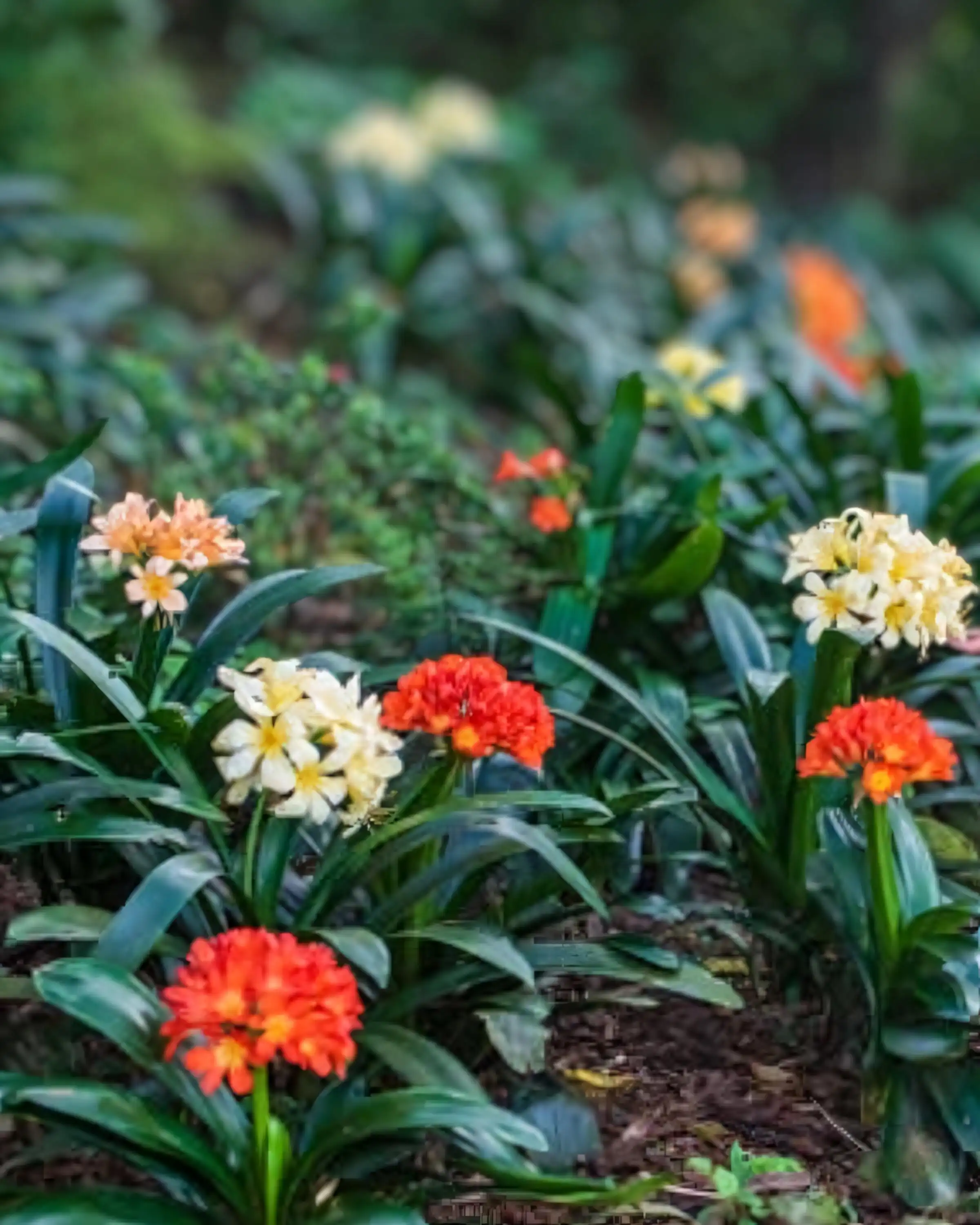 Clivias nestled under cover of the QE2 forest